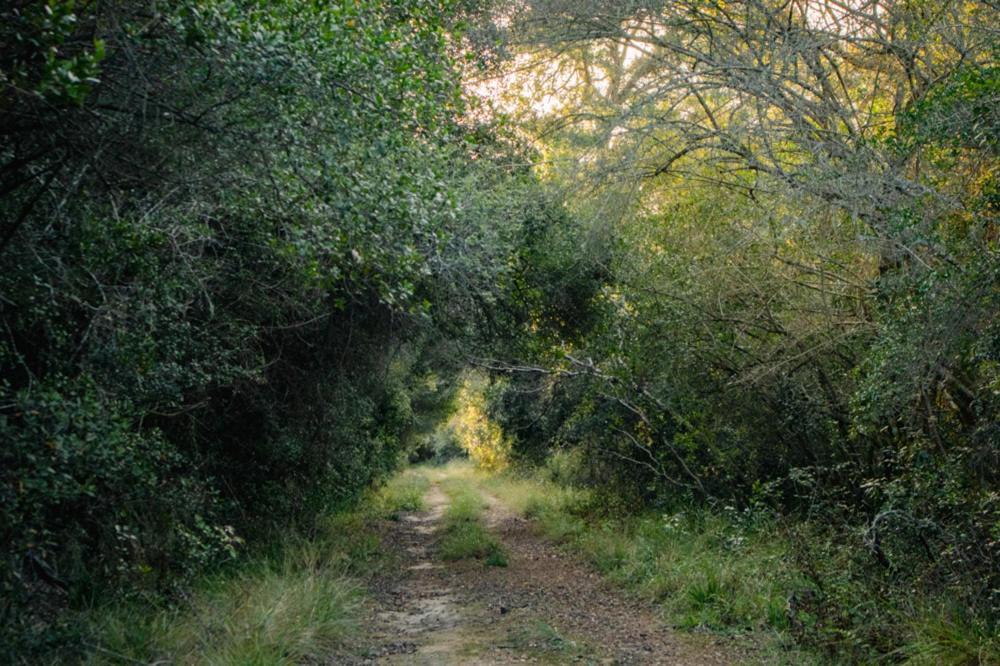 Forest Harmony Knysna Bagian luar foto